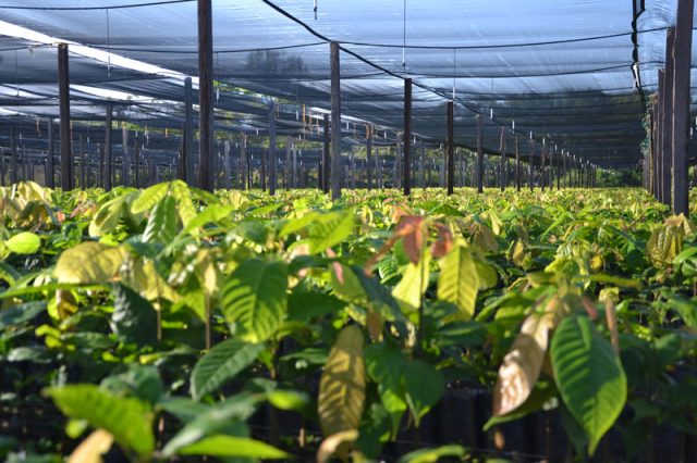 Die Baumschule auf der RITTER SPORT Plantage El Cacao