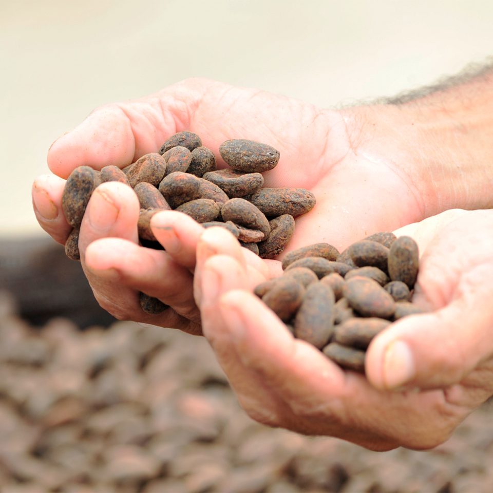 Kakaobohnen in Händen
